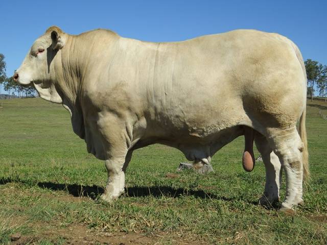 Шароле порода коров: характеристика, фото, содержание и уход