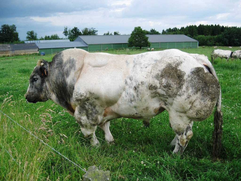 Бельгийская голубая корова: описание с фото, происхождение, продуктивность, содержание, уход и разведение