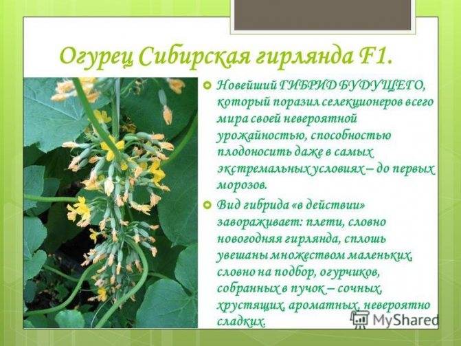 Огурцы "сибирская гирлянда f1": описание сорта, отзывы, фото