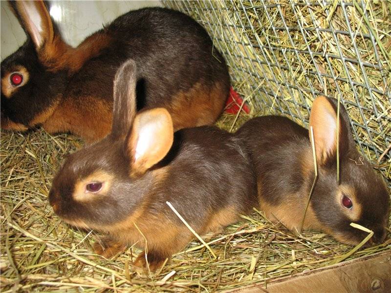 Черно-бурый кролик: описание породы, ценность - мясная и пуховая, уход и содержание, разведение карликовых или декоративных