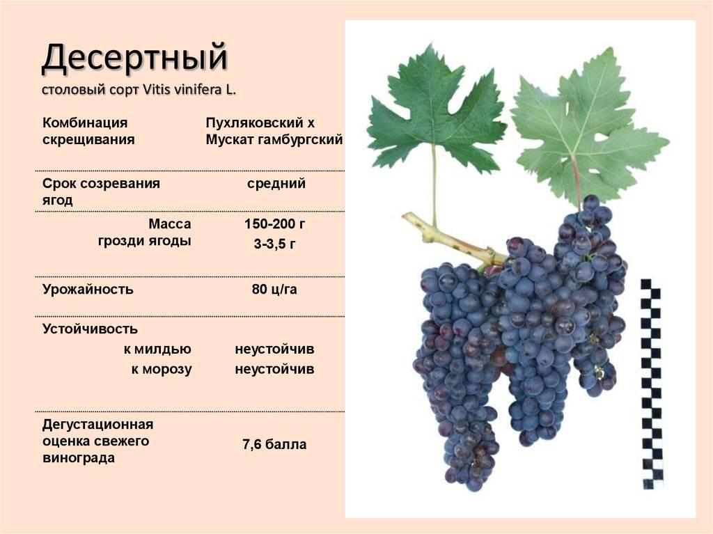 Сорта винограда, как выбрать хороший виноград. как определить спелый виноград и  правильно его мыть.