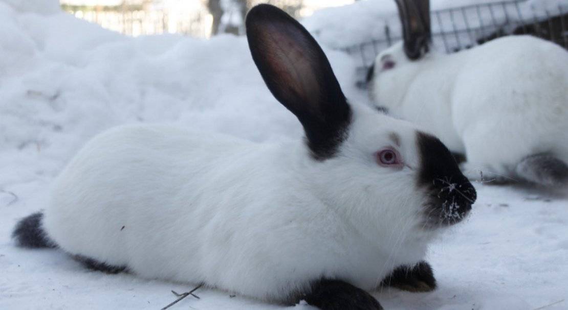 Русский горностаевый кролик - описание породы, содержание и фото