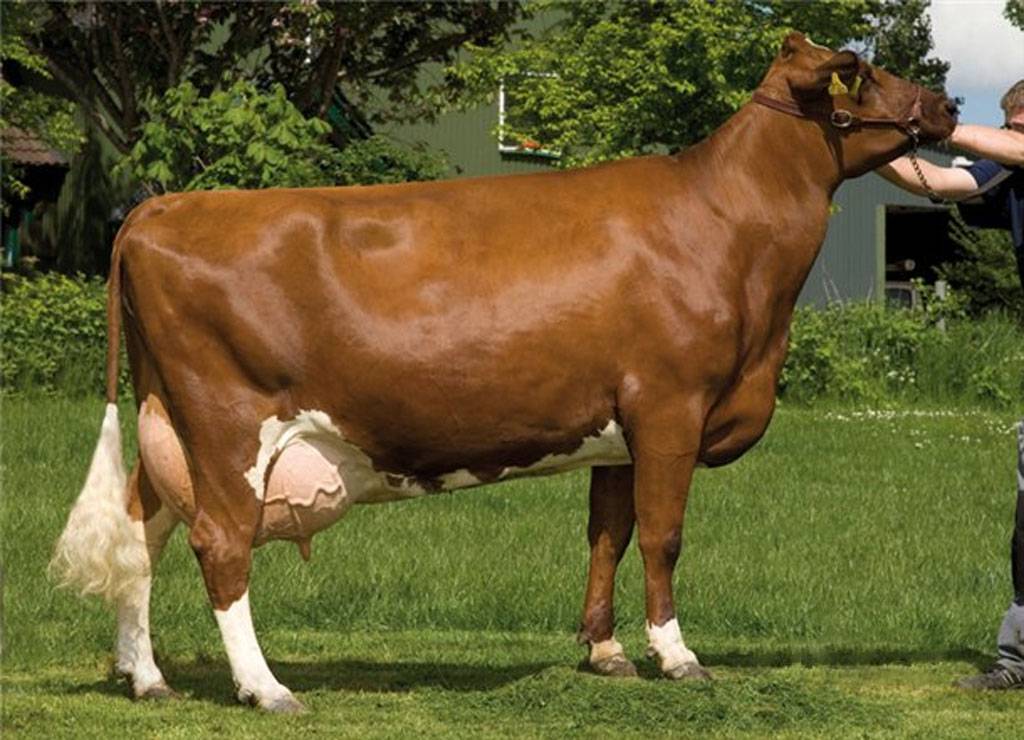 Англерская порода коров: описание и особенности содержания