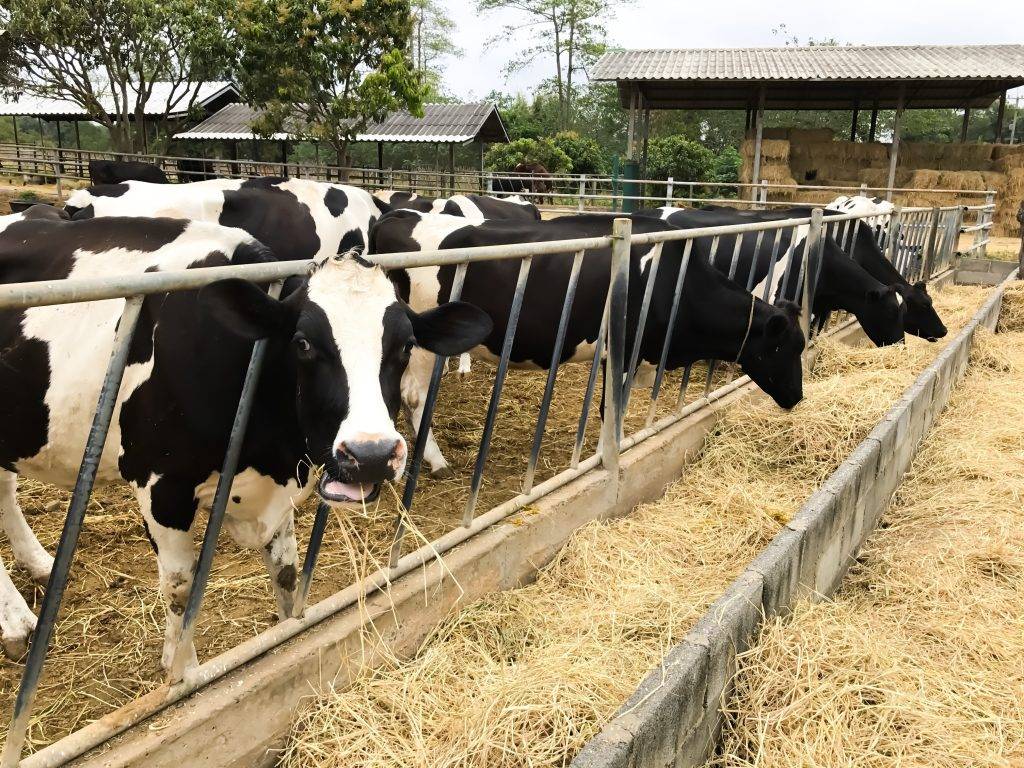 Молочная продуктивность коров черно пестрой породы