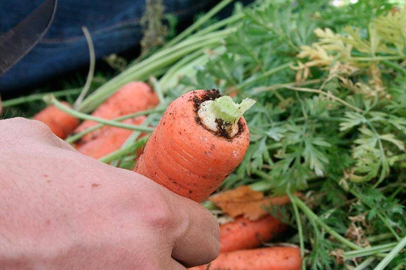 Почему морковь вырастает уродливая. основные причины, почему растет корявая морковь | дачная жизнь