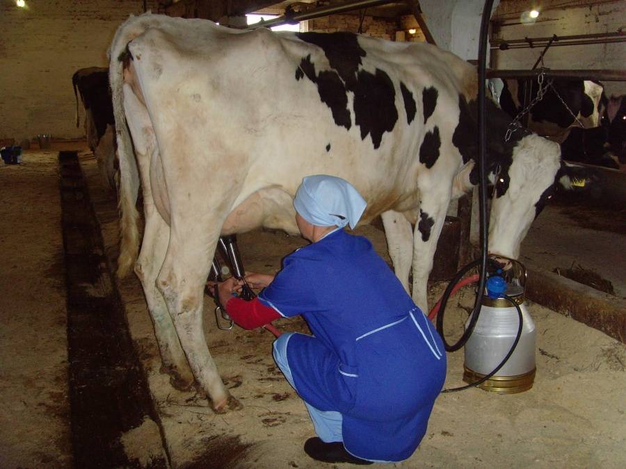 Как правильно доить корову руками и доильным аппаратом, сколько раз в день