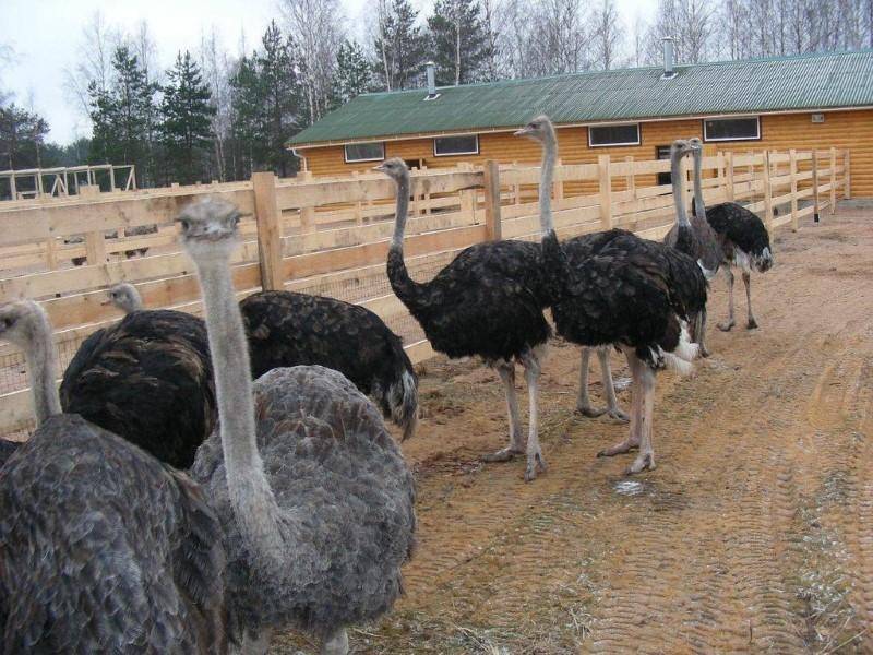 Разведение страусов, как организовать экзотический бизнес? - технология бизнеса