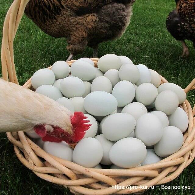 Почему куры клюют свои яйца — что делать?