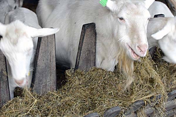 Какие корма нужны козам в стойловый период?