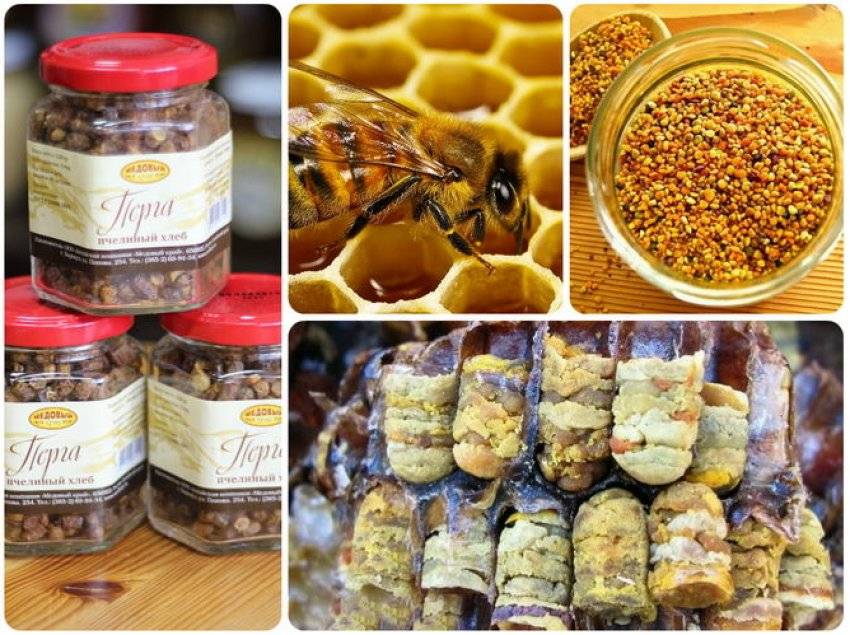Перга пчелиная: полезные свойства, как принимать, применение, противопоказания