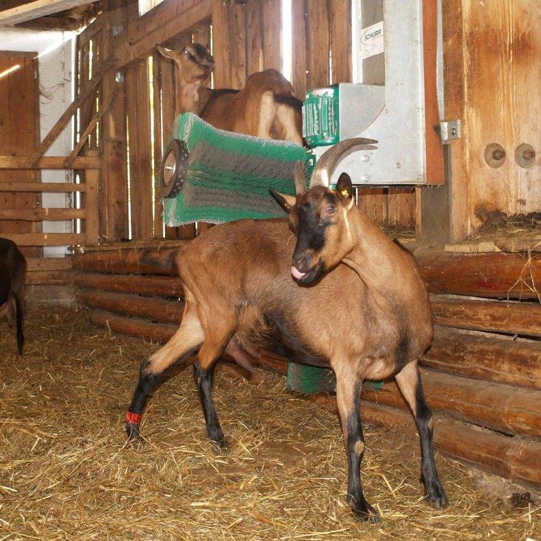 Домашняя коза: рекомендации и основные правила разведения для начинающих. с чего начать и как содержать козу (85 фото)