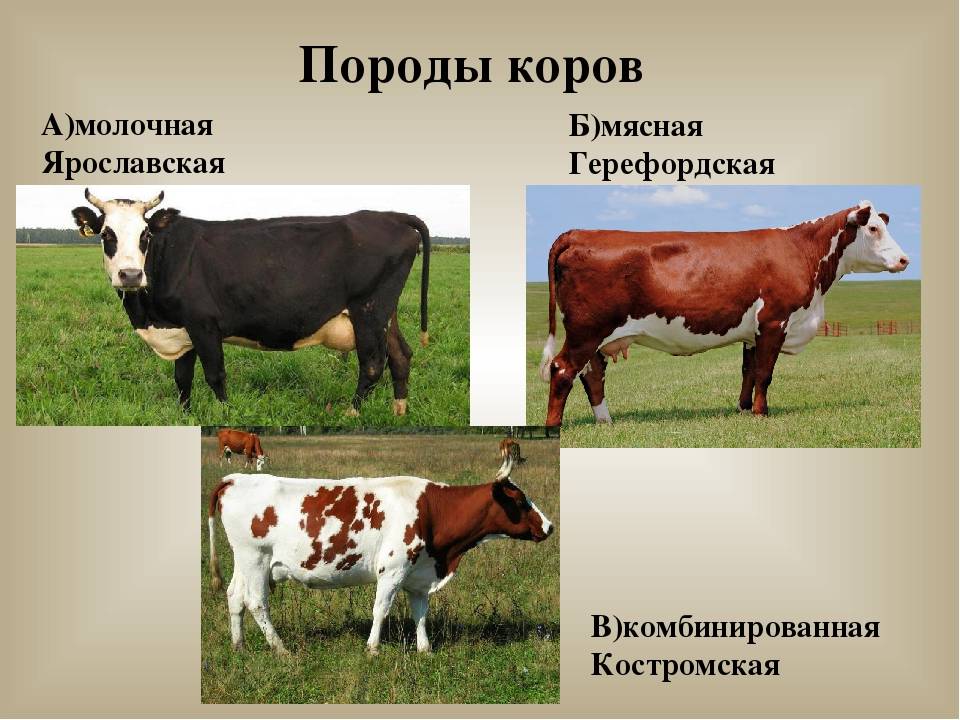 Молочные породы коров в россии :: syl.ru