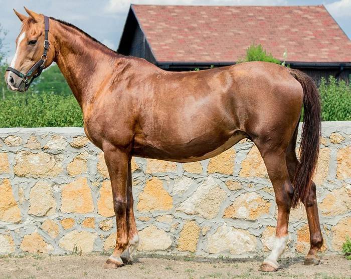 Донская порода лошадей: история происхождения, тип и линии породы, применение
