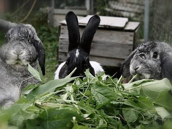 Можно ли кроликам ботву от редиски • artafish.ru