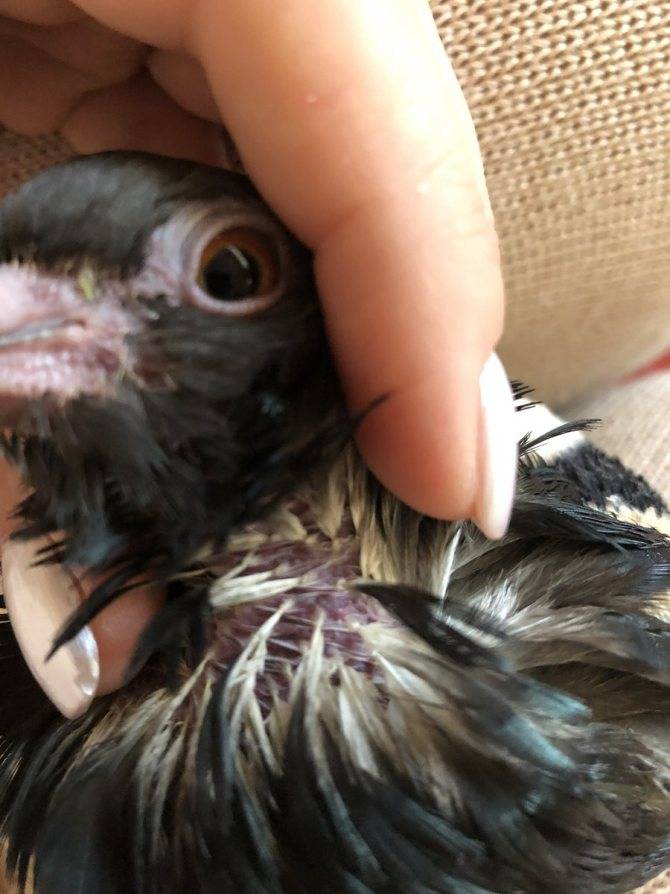 Вертячка у голубей: симптомы и лечение болезни, вакцина, видео