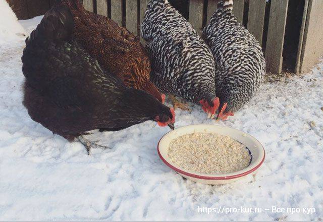Чем кормить кур несушек зимой в домашних условиях: правила кормления