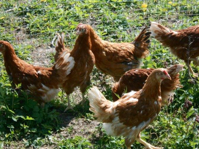 Ломан браун: характеристика и продуктивность породы кур, описание и отзывы, когда начинают нестись, цыплята и несушки