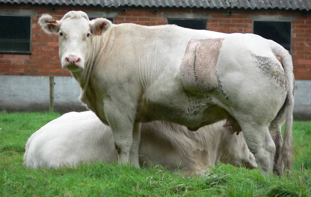 Бельгийская голубая корова, особенности породы, внешность и содержание