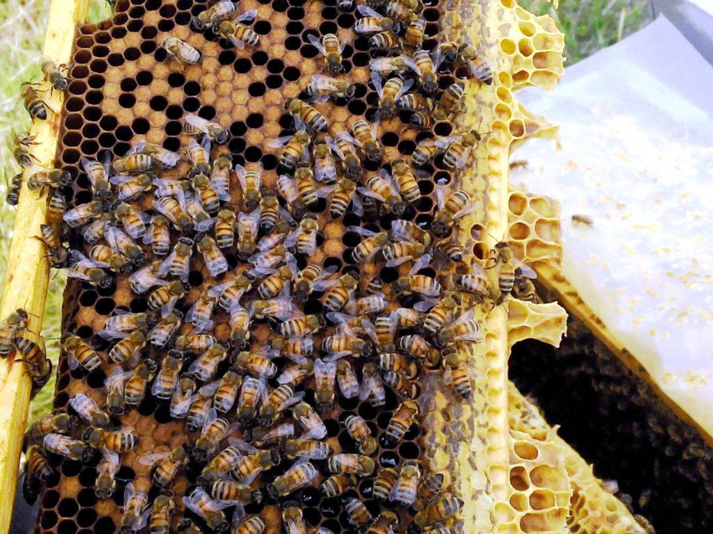 Пчелы «бакфаст» — обзор известной породы