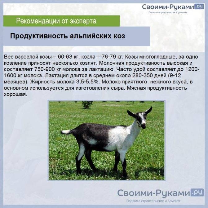 Чешская коза: описание породы и общие характеристики