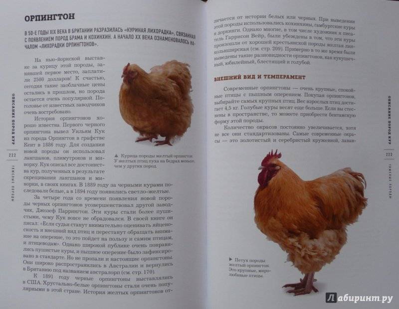 Орпингтон порода кур – описание, содержание, фото и видео