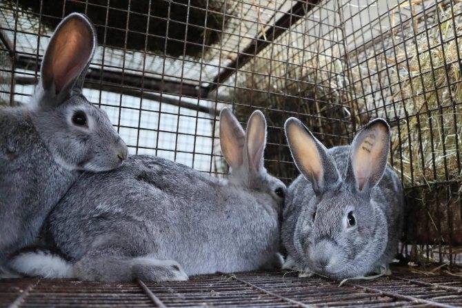 Шиншилловый кролик: описание породы, содержание и уход