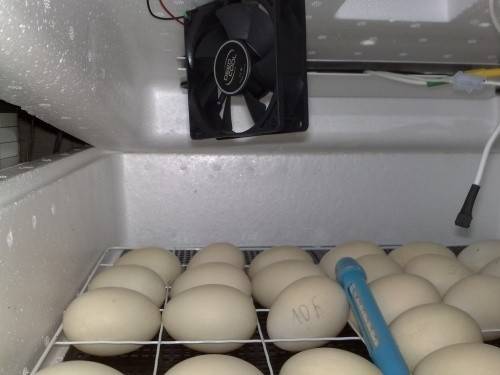 11 лучших инкубаторов для яиц