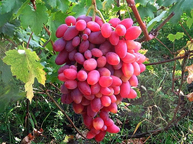 Обзор сорта винограда Юбилей Новочеркасска