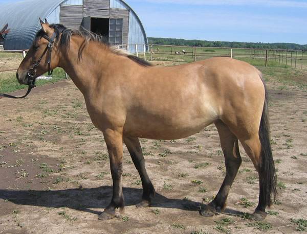 Башкирская порода лошадей: фото, описание, характеристика