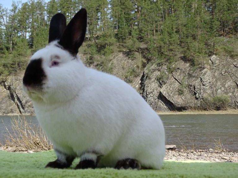 Черно-бурый кролик: внешний вид, продуктивность и способ выращивания