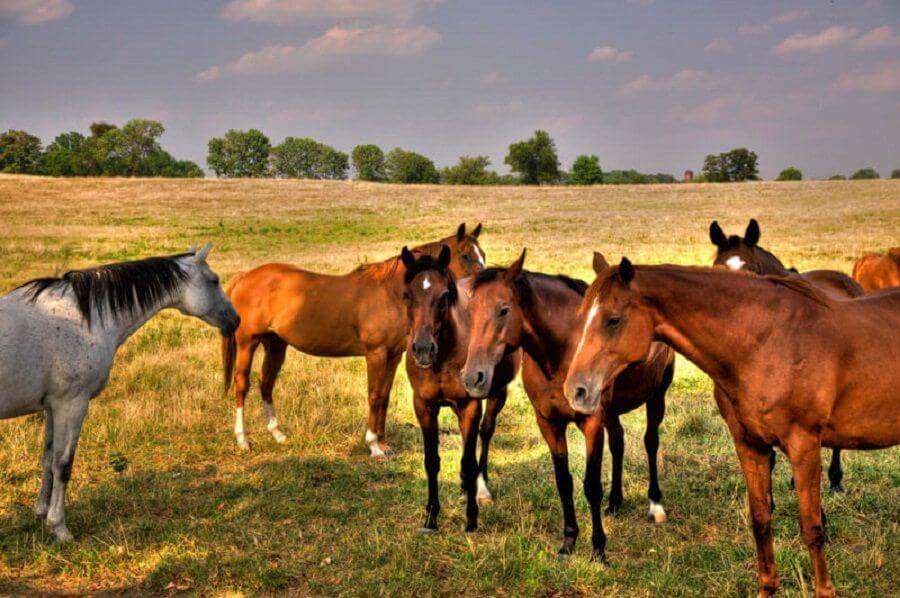 Как открыть ферму по выращиванию лошадей — бизнес идеи для девушек и женщин