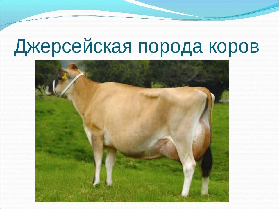 Джерсейская порода коров: характеристика, особенности