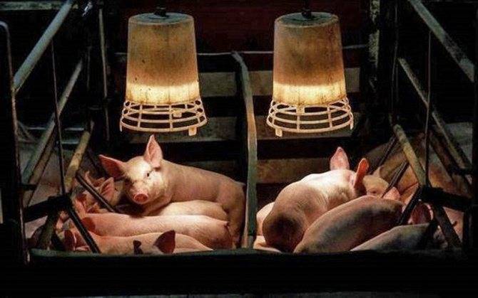 Как открыть ферму по разведению свиней