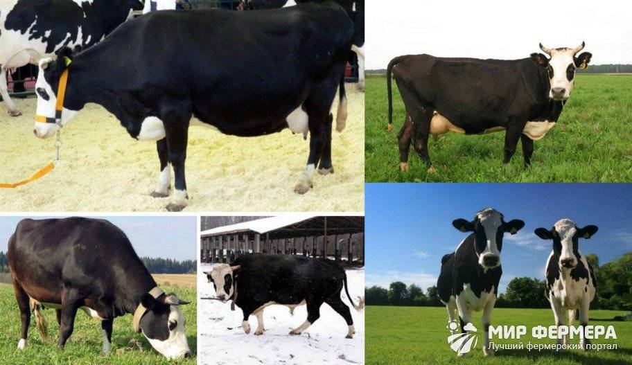 Ярославская порода коров: характеристика, плюсы и минусы