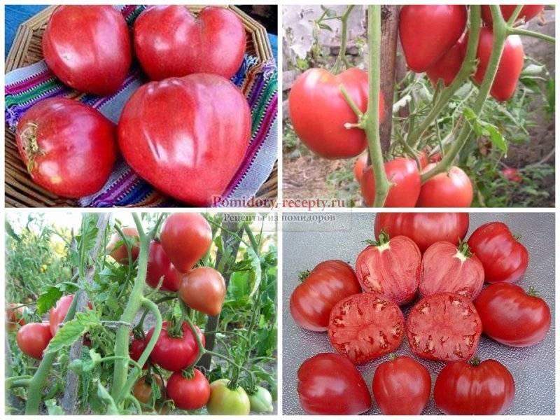 Описание сорта томатов буденовка с фото: характеристика, все плюсы и минусы, особенности выращивания помидоров и видео
