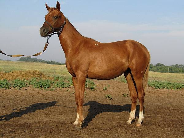 Донская лошадь: характеристика и описание породы, разведение и уход, фото, видео