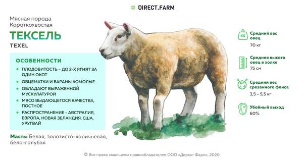 Вес барана: что влияет на мышечный прирост, какие породы будут приносить больше мясной продукции