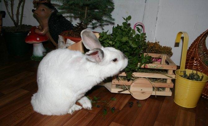 Разведение и содержание кроликов в домашних условиях: кролиководство для начинающих