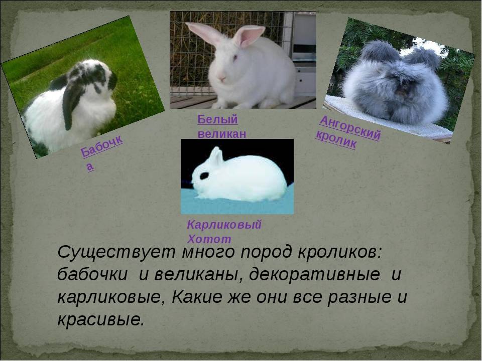 Породы кроликов: какие бывают виды, их описания и фото