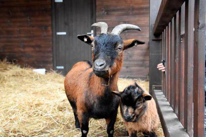 Чешская порода коз: фото, описание, общая характеристика, отзывы