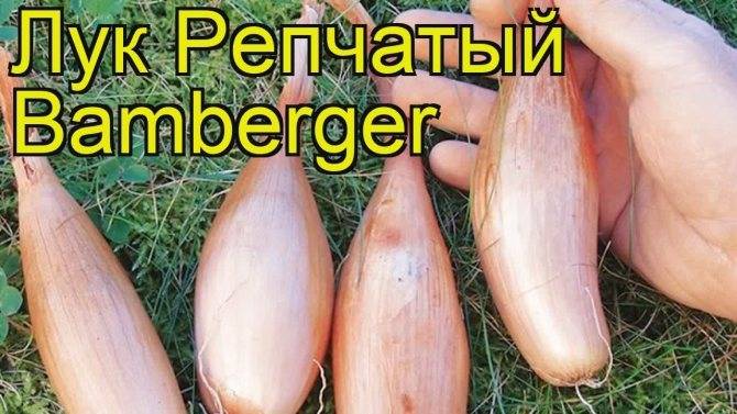 Высокоурожайный сорт лука, устойчивый к заболеваниям и вредителям «бамбергер»