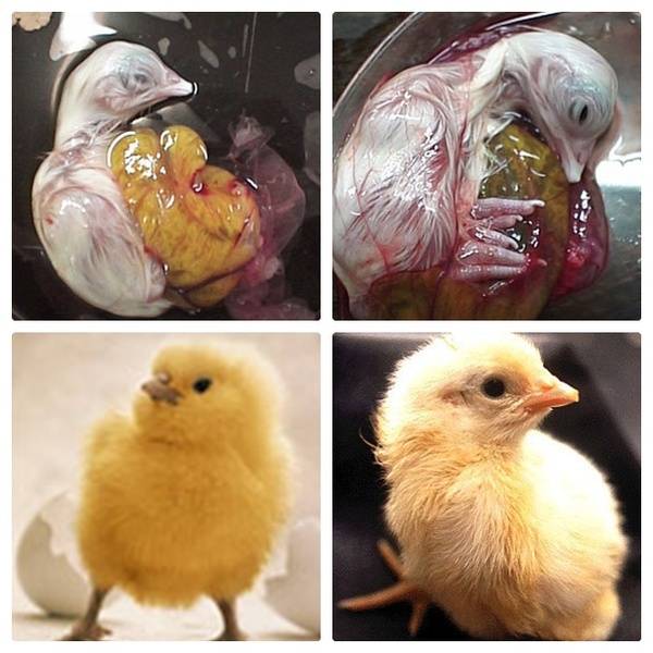 Сколько времени формируется яйцо у курицы, как появляются птенцы