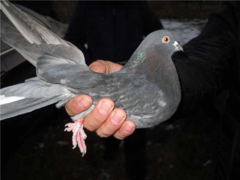 Николаевская порода голубей: описание, разведение и уход