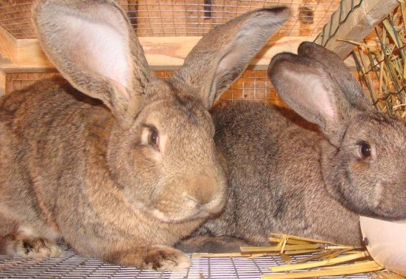 Кролик фландр: характеристика и описание породы