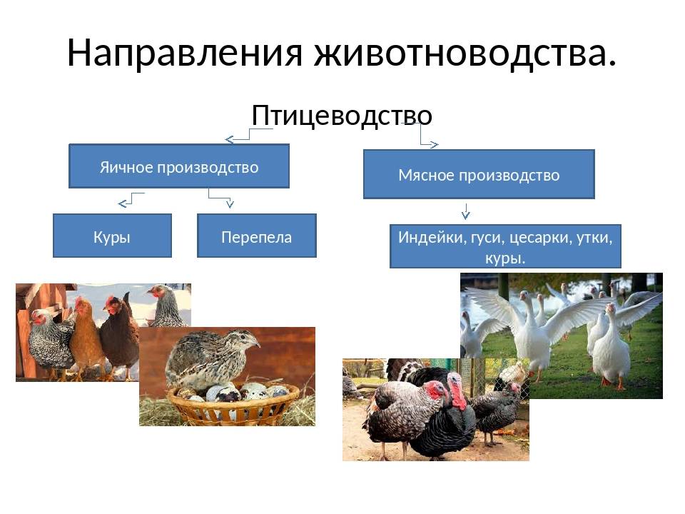 Перспективы развития органического птицеводства в россии