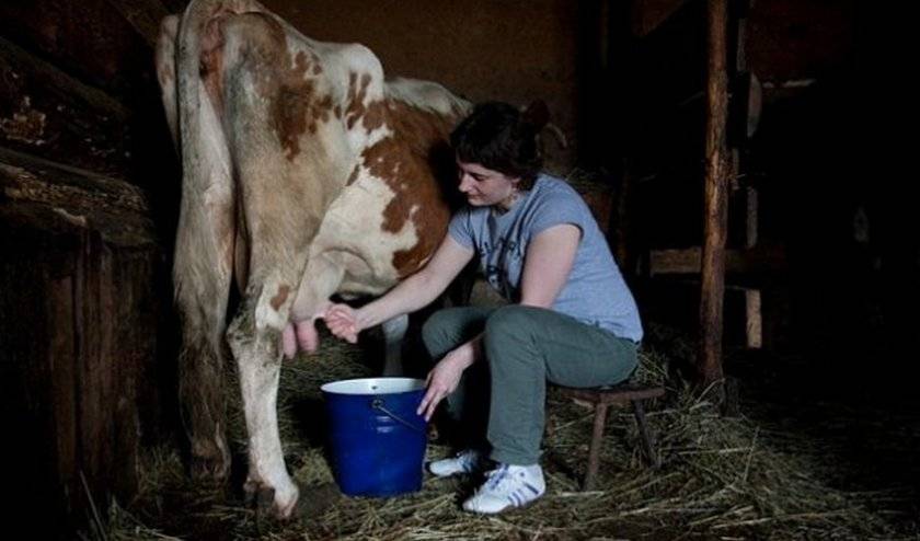 Почему теленок отказывается от молока?
