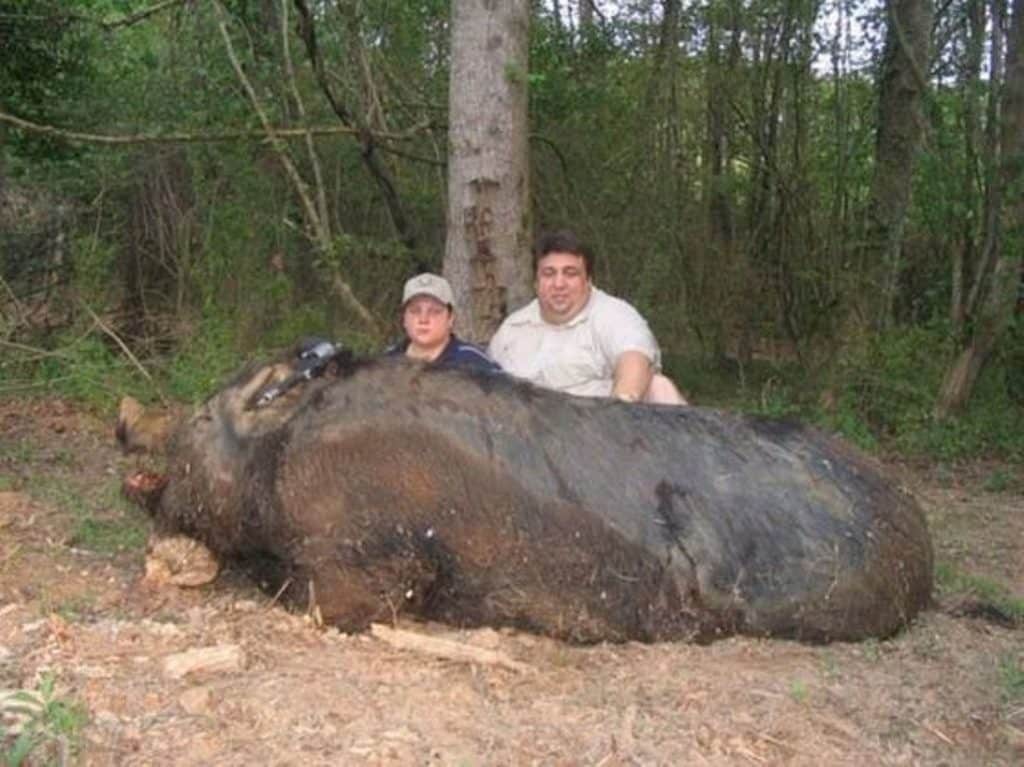 Самая большая в мире свинья: рекордный вес животных, крупные породы