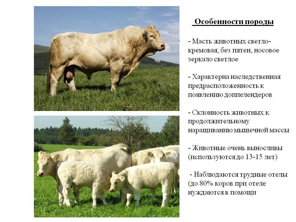 Порода коров шароле: история, характеристика