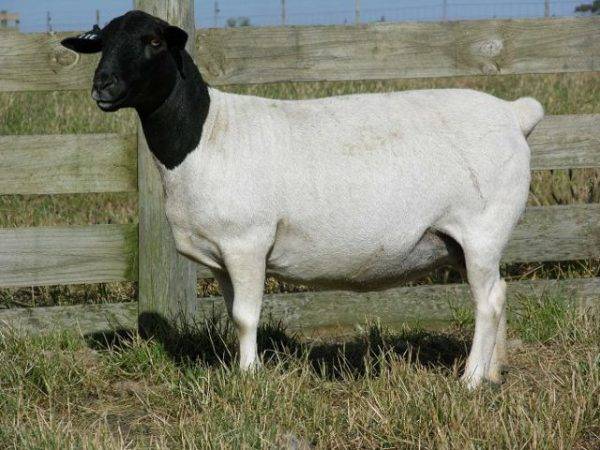Порода овец дорпер: описание и характеристика вида