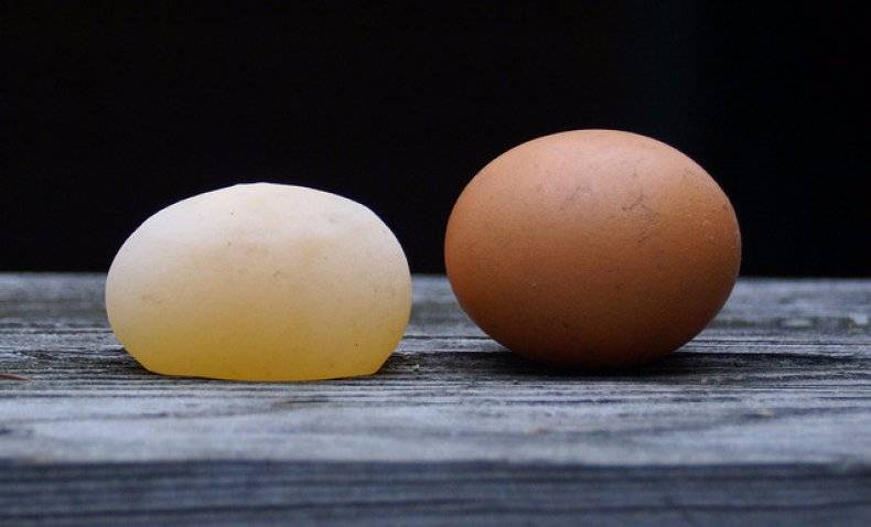 Тонкая и слабая скорлупа у куриных яиц: что делать